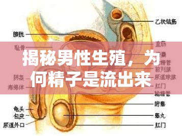 揭秘男性生殖，為何精子是流出來的奇妙過程