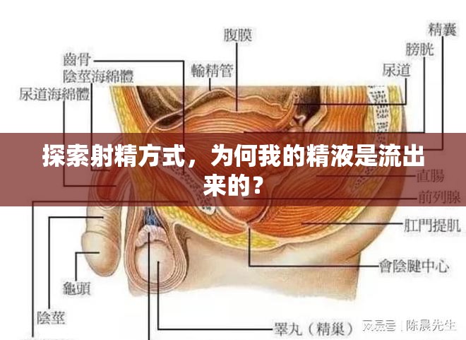 探索射精方式，為何我的精液是流出來的？