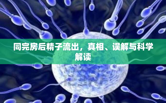 同完房后精子流出，真相、誤解與科學解讀