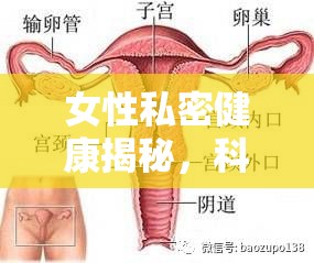 女性私密健康揭秘，科學(xué)解析陰道流出水樣液體的原因