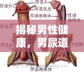 揭秘男性健康，男尿道流出白色液體的真相與應對策略