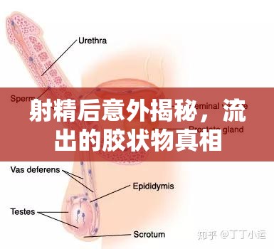 射精后意外揭秘，流出的膠狀物真相