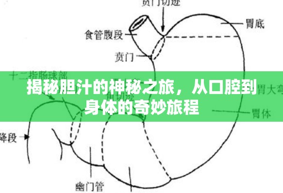 揭秘膽汁的神秘之旅，從口腔到身體的奇妙旅程