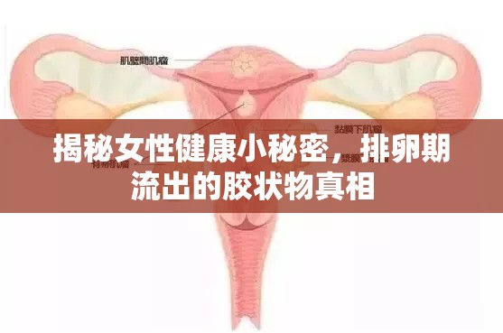 揭秘女性健康小秘密，排卵期流出的膠狀物真相