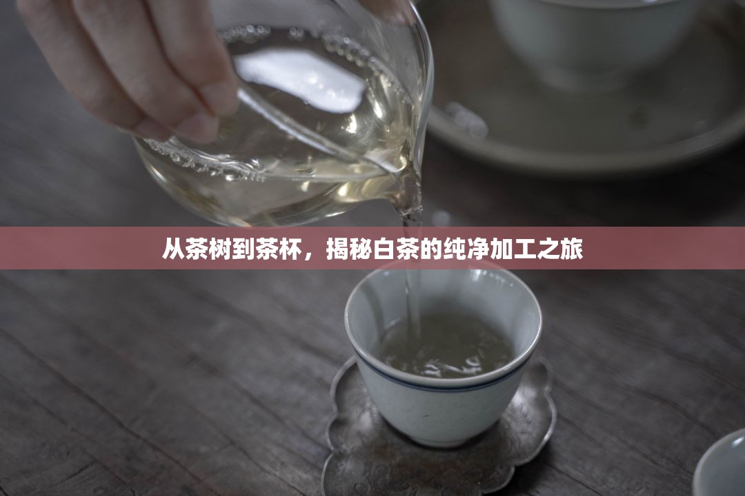 從茶樹到茶杯，揭秘白茶的純凈加工之旅