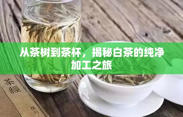 從茶樹到茶杯，揭秘白茶的純凈加工之旅