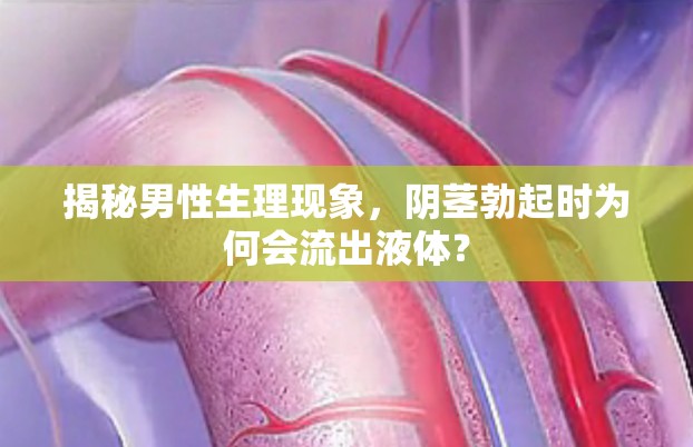 揭秘男性生理現(xiàn)象，陰莖勃起時為何會流出液體？