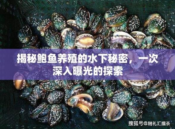 揭秘鮑魚養(yǎng)殖的水下秘密，一次深入曝光的探索