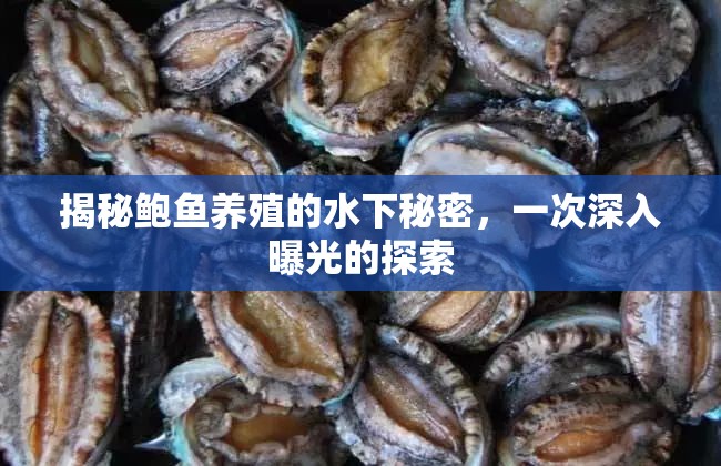 揭秘鮑魚養(yǎng)殖的水下秘密，一次深入曝光的探索