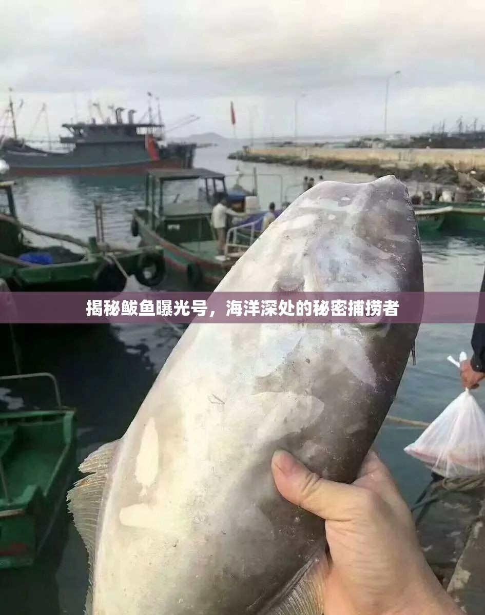 揭秘鲅魚曝光號，海洋深處的秘密捕撈者