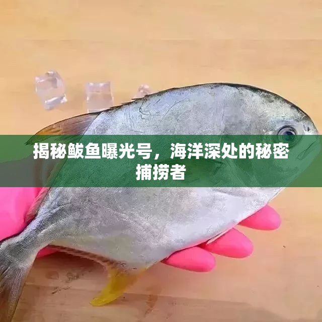 揭秘鲅魚曝光號，海洋深處的秘密捕撈者