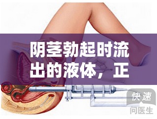 陰莖勃起時流出的液體，正常生理反應與健康知識