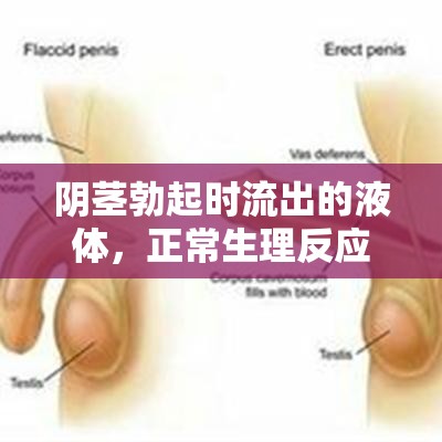 陰莖勃起時流出的液體，正常生理反應與健康知識