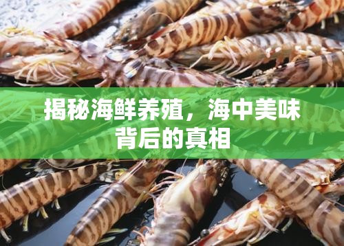 揭秘海鮮養(yǎng)殖，海中美味背后的真相