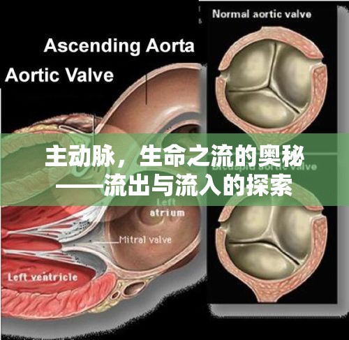主動脈，生命之流的奧秘——流出與流入的探索