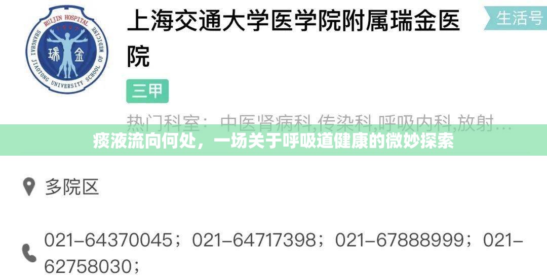 痰液流向何處，一場關于呼吸道健康的微妙探索