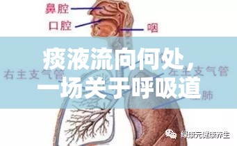 痰液流向何處，一場關于呼吸道健康的微妙探索