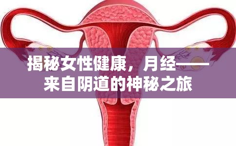 揭秘女性健康，月經(jīng)——來自陰道的神秘之旅