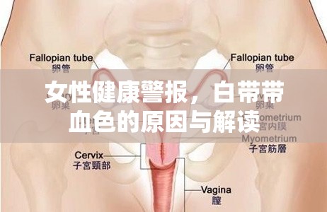 女性健康警報(bào)，白帶帶血色的原因與解讀