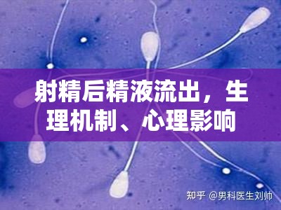 射精后精液流出，生理機制、心理影響及性愛技巧的全面解析