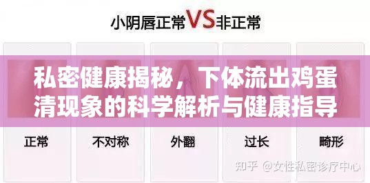 私密健康揭秘，下體流出雞蛋清現(xiàn)象的科學(xué)解析與健康指導(dǎo)