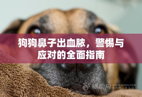 狗狗鼻子出血膿，警惕與應(yīng)對的全面指南