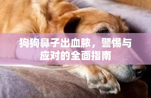 狗狗鼻子出血膿，警惕與應對的全面指南