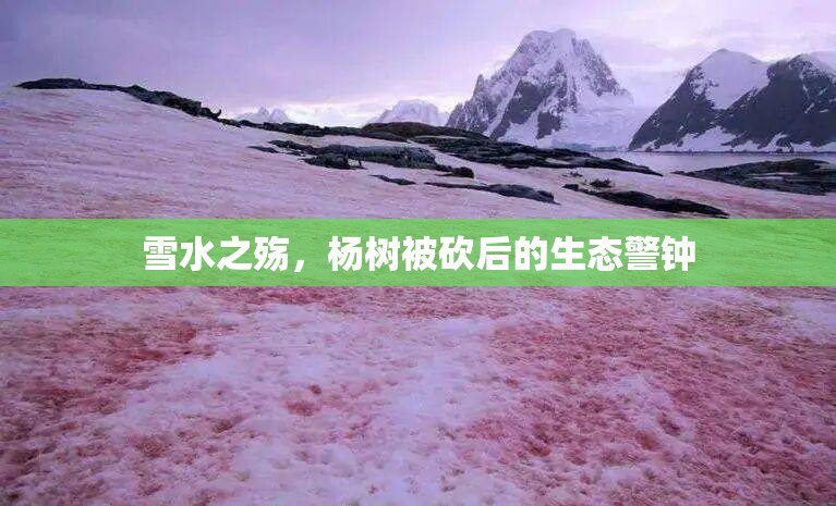 雪水之殤，楊樹被砍后的生態(tài)警鐘