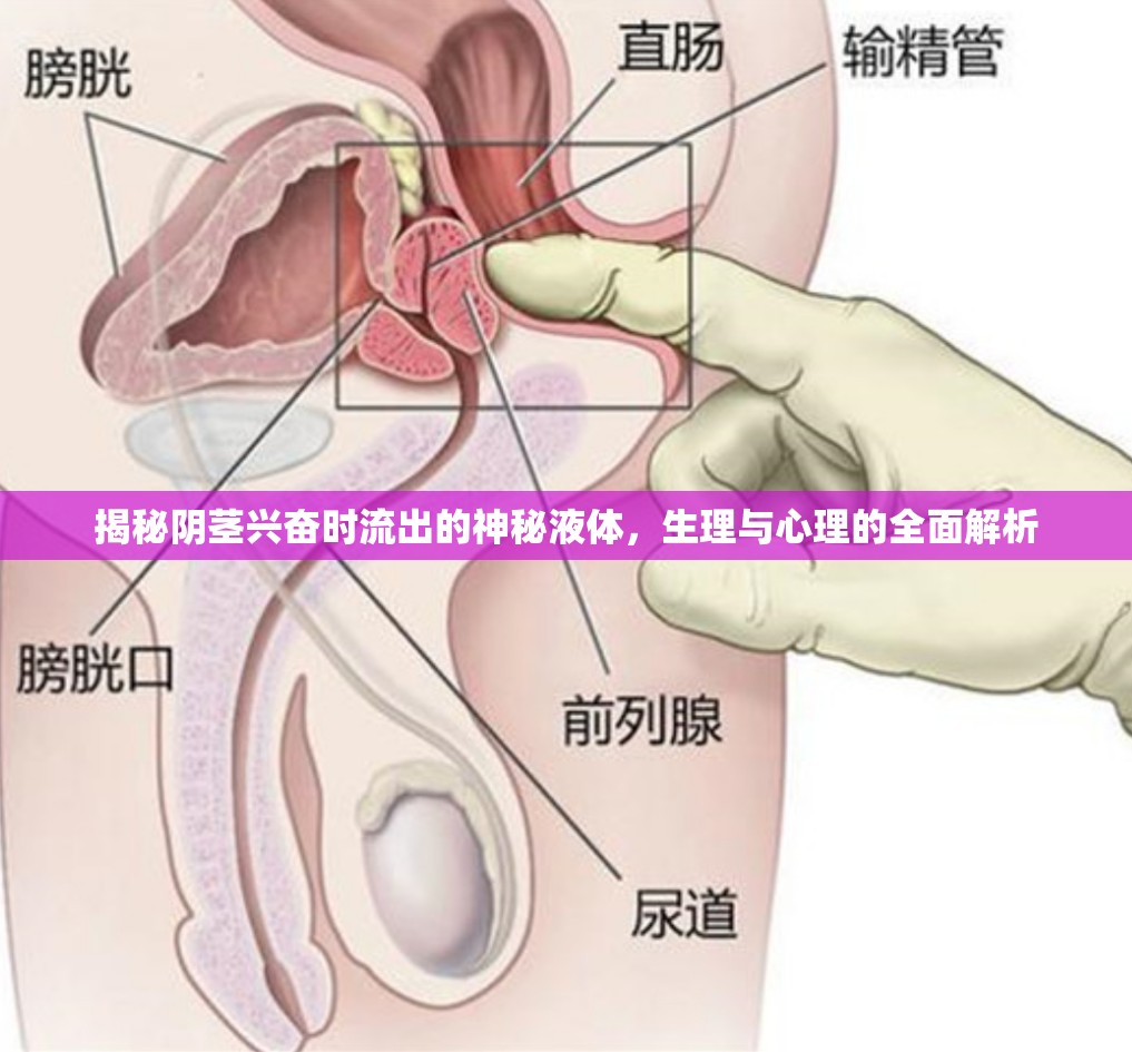 揭秘陰莖興奮時流出的神秘液體，生理與心理的全面解析