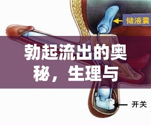 勃起流出的奧秘，生理與心理的全面解析