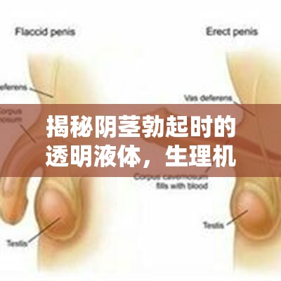 揭秘陰莖勃起時的透明液體，生理機制與健康影響