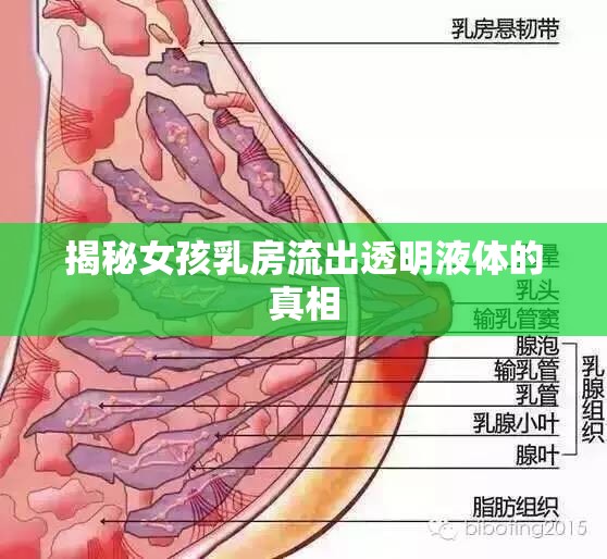 揭秘女孩乳房流出透明液體的真相