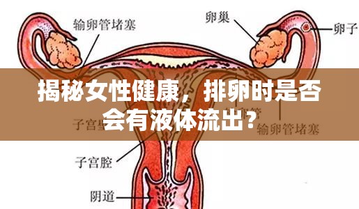 揭秘女性健康，排卵時是否會有液體流出？