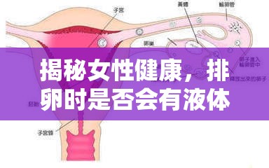 揭秘女性健康，排卵時是否會有液體流出？