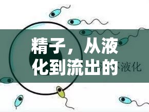 精子，從液化到流出的奇妙科學(xué)之旅