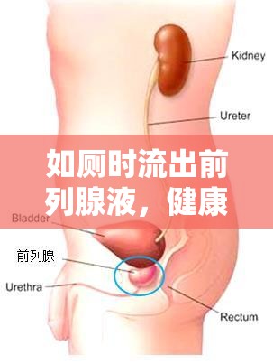 如廁時流出前列腺液，健康與性福的微妙平衡揭秘