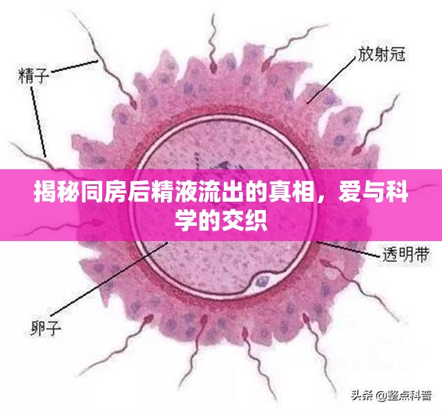 揭秘同房后精液流出的真相，愛與科學(xué)的交織