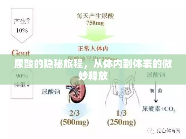 尿酸的隱秘旅程，從體內(nèi)到體表的微妙釋放