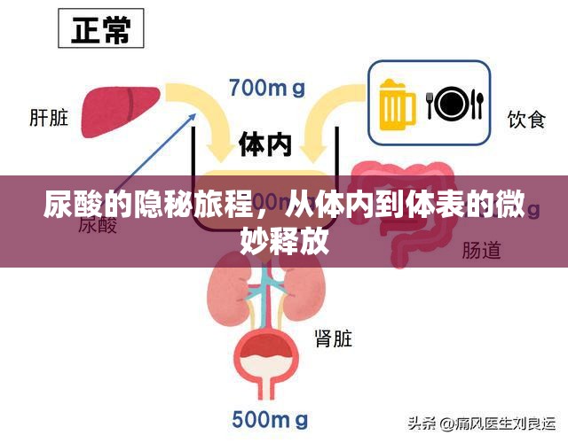 尿酸的隱秘旅程，從體內(nèi)到體表的微妙釋放