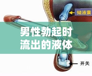 男性勃起時流出的液體，生理機制與心理影響的全面解析