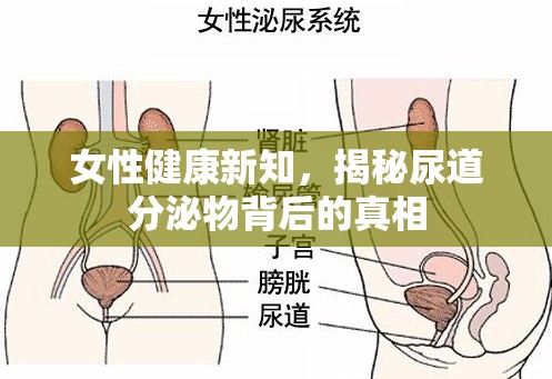 女性健康新知，揭秘尿道分泌物背后的真相