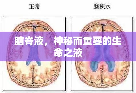 腦脊液，神秘而重要的生命之液