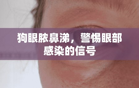 狗眼膿鼻涕，警惕眼部感染的信號