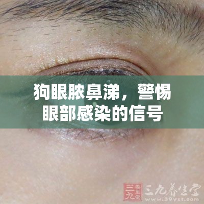 狗眼膿鼻涕，警惕眼部感染的信號