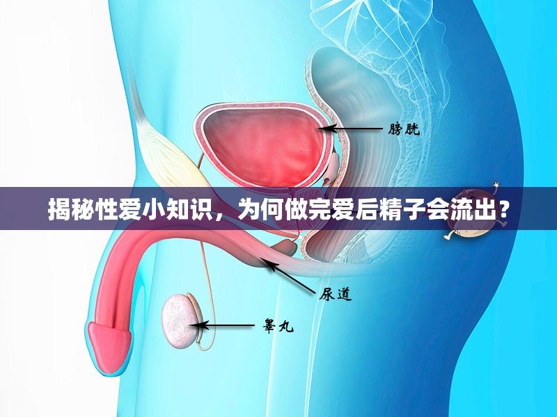 揭秘性愛小知識，為何做完愛后精子會流出？