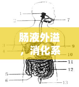 腸液外溢，消化系統(tǒng)中的小問題，大隱患