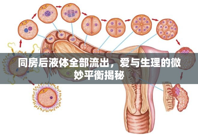 同房后液體全部流出，愛與生理的微妙平衡揭秘