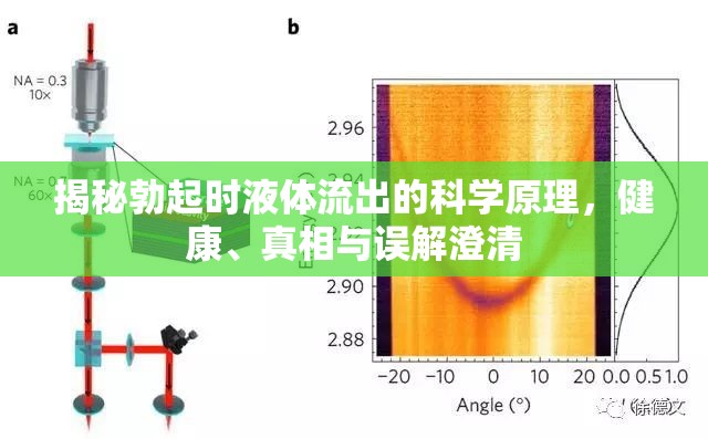 揭秘勃起時(shí)液體流出的科學(xué)原理，健康、真相與誤解澄清