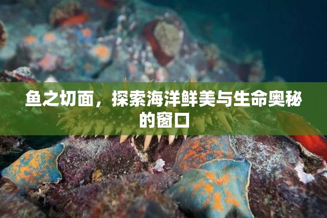 魚之切面，探索海洋鮮美與生命奧秘的窗口