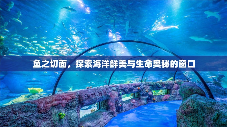 魚之切面，探索海洋鮮美與生命奧秘的窗口